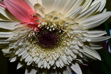 Bulanık arkaplanda gerber çiçekleri