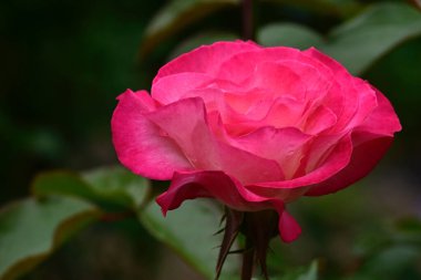 Güneşli yaz gününde bahçede yetişen güzel çiçekler. 