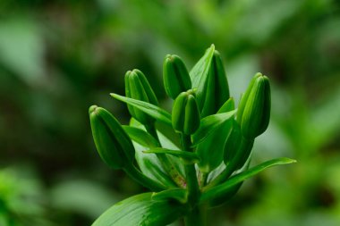Bahçedeki yeşil bitki yapraklarını kapatın.