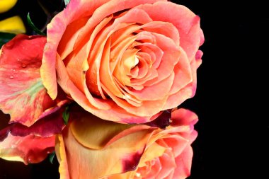 Koyu arkaplanda yansıması olan güzel bir gül çiçeği, yaz konsepti, yakın görüş  