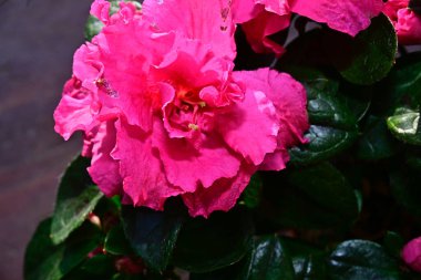 Bulanık arka planda güzel açelya çiçekleri, yaz konsepti, yakın görüş  