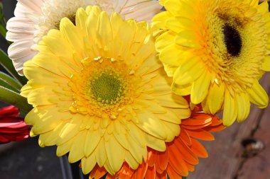 Güneşli yaz gününde, güzel Gerbera çiçekleri, yakın manzara. 