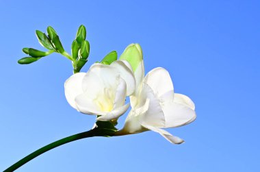 Mavi arka planda güzel bir çiçek buketi