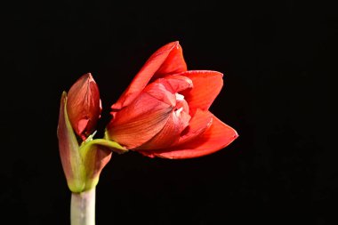 Koyu arkaplanda güzel çiçekler, yaz konsepti, yakın manzara  