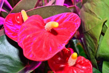 Güneşli yaz gününde bahçede yetişen güzel çiçekler. 