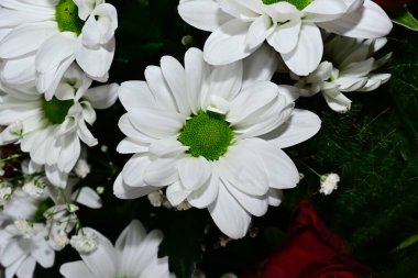 Güneşli yaz gününde, güzel Gerbera çiçekleri, yakın manzara. 