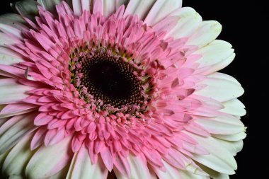 Gerber çiçeği siyah arkaplanda