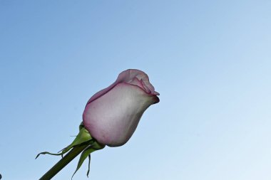 Gökyüzü arka planında güzel bir gül, yaz konsepti, yakın manzara  