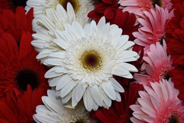 Bir buket güzel Gerbera çiçeği, yakın manzara 