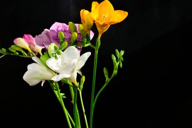 Koyu arkaplanda güzel çiçekler, yaz konsepti, yakın manzara  