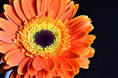 Gerber çiçeği siyah arkaplanda