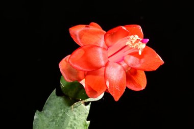 Siyah arka planda yumuşak çiçekler. Kapat..