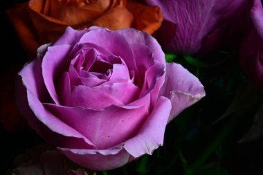 Siyah arka planda izole edilmiş şaşırtıcı yumuşak çiçekler.