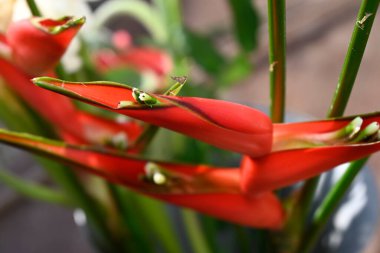 Yazın güneşli bir günde, güzel bir buket çiçek, yakın manzara. 