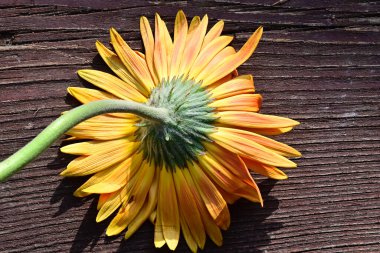 Tahta arka planda güzel Gerbera çiçeği, yaz konsepti, yakın görüş   