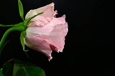 Koyu arkaplanda güzel bir gül, yaz konsepti, yakın görüş  