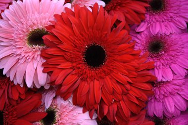 Bir buket güzel Gerbera çiçeği, yakın manzara 