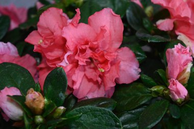 Bulanık arka planda güzel açelya çiçekleri, yaz konsepti, yakın görüş  