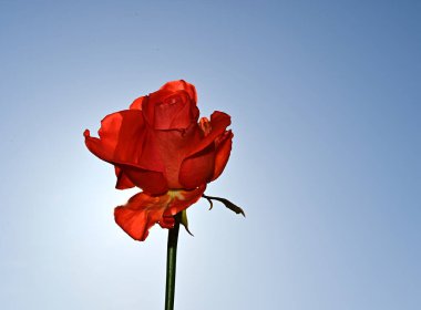 Mavi arka planda güzel çiçekler