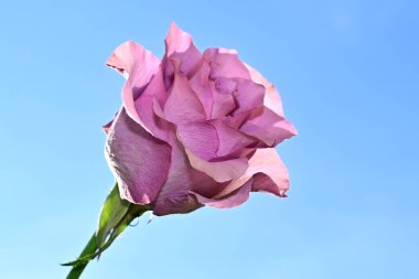 Mavi arka planda güzel çiçekler