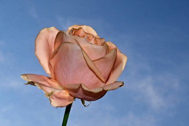 Mavi arka planda güzel çiçekler