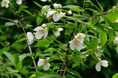 Güneşli yaz gününde bahçede yetişen güzel çiçekler. 