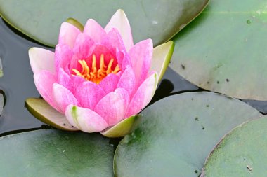 Güzel çiçek açan nilüfer çiçekleri yaz günü gölette büyür. 