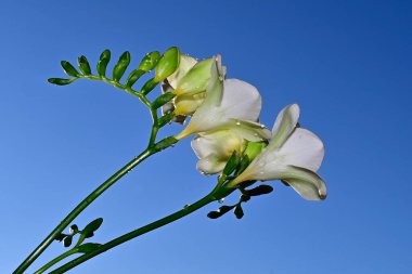 Mavi arka planda güzel bir çiçek buketi
