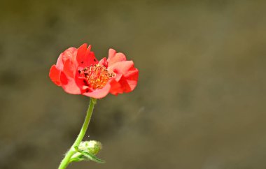 Güneşli yaz gününde bahçede yetişen güzel çiçekler. 