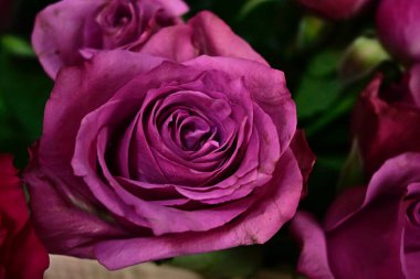 Bulanık arkaplanda güzel güller, yakın görüş. 