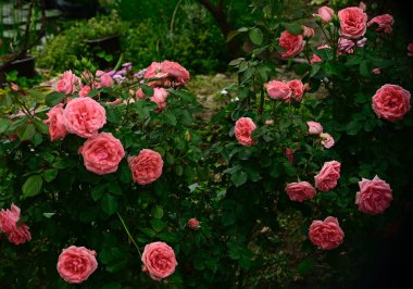 Bahçedeki güzel çiçekler