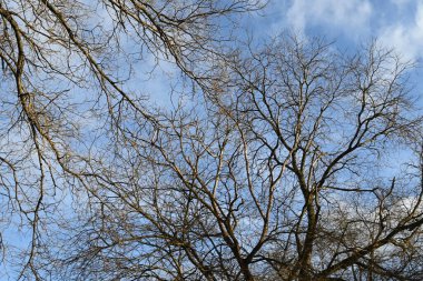 Mavi bahar gökyüzünün arka planındaki güzel çıplak ağaçların resimsel manzarası 