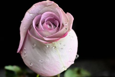 Koyu arkaplanda güzel bir gül, yaz konsepti, yakın görüş  