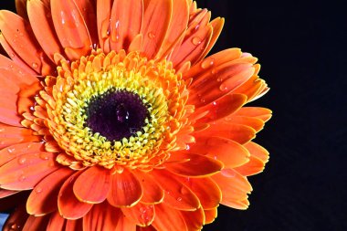 Gerber çiçeği siyah arkaplanda