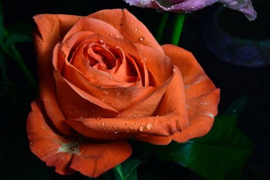 Siyah arka planda izole edilmiş şaşırtıcı yumuşak çiçekler.