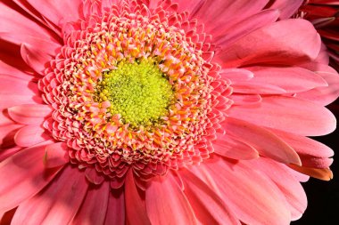 Siyah arka planda yumuşak çiçekler. Kapat..