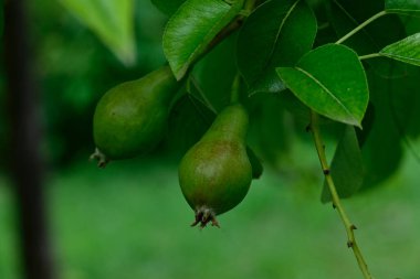 Açık havada yetişen olgun armutları olan ağaç, yaz konsepti, yakın görüş  