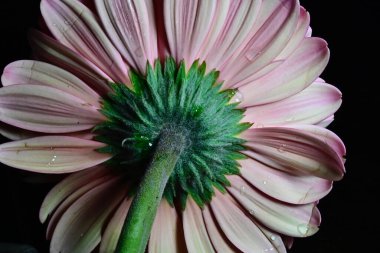 Gerber çiçeği siyah arkaplanda