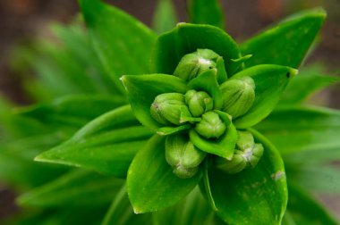 Güneşli yaz gününde bahçede yetişen güzel çiçekler. 