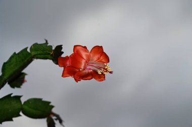 Gri arkaplanda açan kırmızı çiçek 