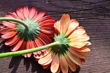 Tahta arka planda güzel Gerbera çiçekleri, yaz konsepti, yakın görüş    