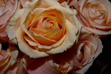 Siyah arka planda izole edilmiş şaşırtıcı yumuşak çiçekler.