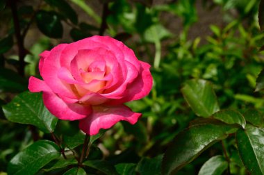 Bahçedeki güzel çiçekler