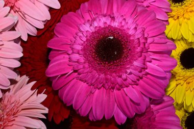 Güneşli yaz gününde, güzel Gerbera çiçekleri, yakın manzara. 