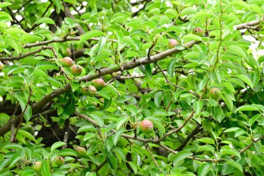 Açık havada yetişen olgun armutları olan ağaç, yaz konsepti, yakın görüş  