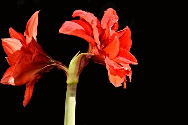 Siyah arka planda yumuşak çiçekler. Kapat..