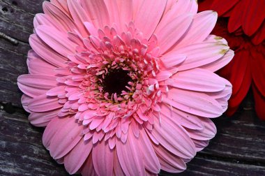 Tahta arka planda güzel Gerbera çiçekleri, yaz konsepti, yakın görüş  