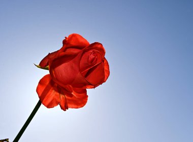 Mavi arka planda güzel çiçekler