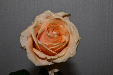 Bulanık arkaplanda güzel bir gül, yaz konsepti, yakın görüş  