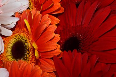 Bir buket güzel Gerbera çiçeği, yakın manzara 